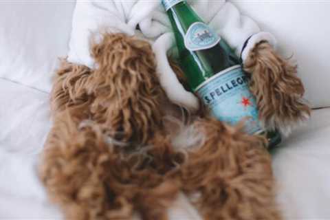 What are the benefits of making your hotel pet-friendly?