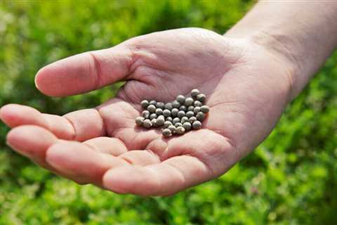 How to Save Seeds From the Garden