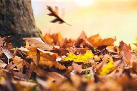 This is what it means if your leaves aren't changing colors this fall