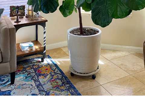 How to Care for a Fiddle Leaf Fig Tree