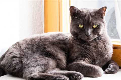 7 Best Cat Window Seats, Perches and Beds