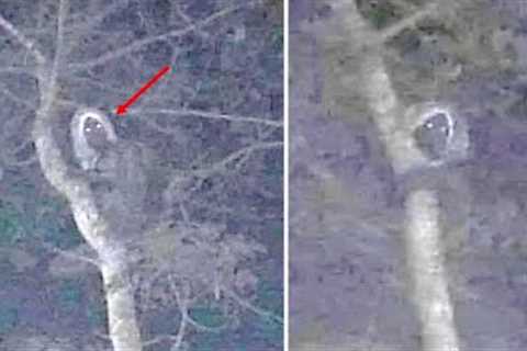 This Woman Can't Explain What Her Camera Detected While Hiking Deep Within These Woods