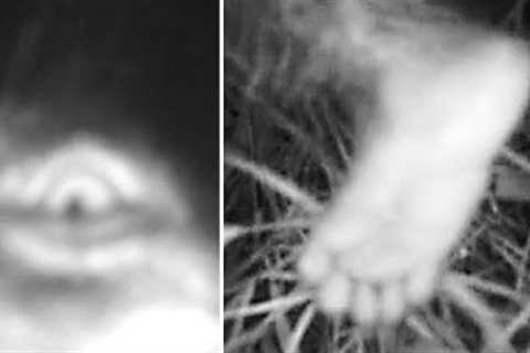 This Woman Looked Through Her Trail Camera But Couldn't Explain What It Had Captured In These Woods