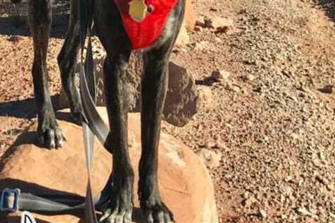 Visiting Arches National Park With Pets