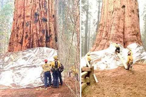 Firefighters Just Did This In Order To Save The World's Largest Tree From A Nearby Forest Fire