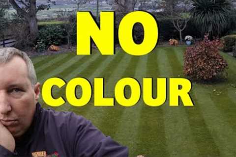 My lawn is turning YELLOW | Should I be WORRIED?
