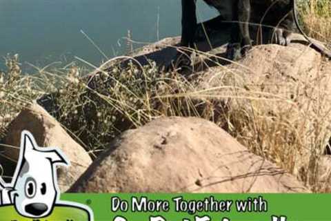 Your Ultimate Guide To Dog Friendly Moab