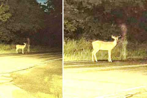 This Man's Dash Cam Accidentally Captured Something Chilling After He Drove Down This Old Road