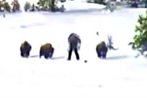 Yellowstone Park Ranger Has Revealed There's Something Living Inside Yellowstone National Park