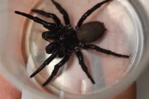 Three-inch Funnel-Web 'Megaspider' That Can Bite Through Human Fingernails Discovered in Australia