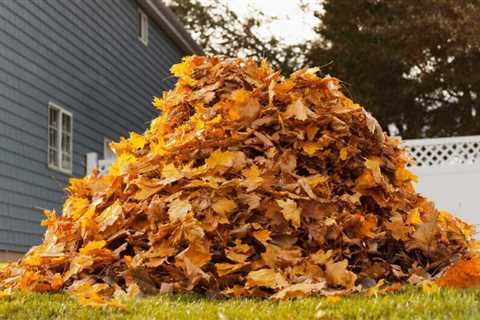 11 Winter Lawn Care ​Tips
