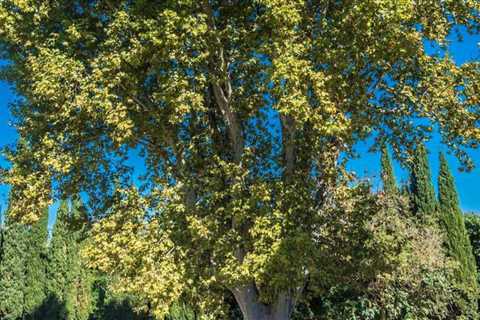 11 Shade Trees That Grow Fast