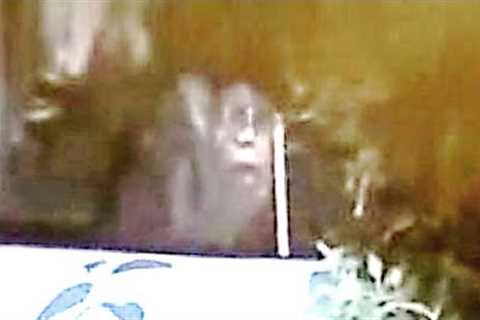 This Trail Camera Has Just Detected Something Huge Deep In These Woods In Brazil
