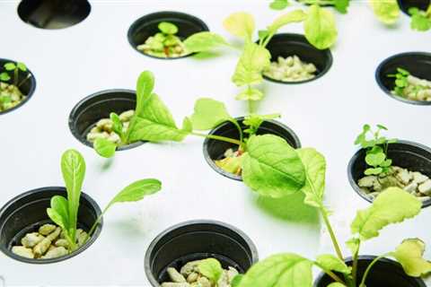 What is the difference between Grow Lights and regular light bulbs?