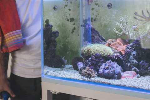 5 Best Aquarium Filtration Systems
