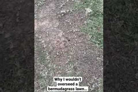 Overseeding your lawn isn’t always the answer.