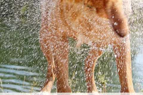 Plan A Dog Friendly Trip To The Outer Banks