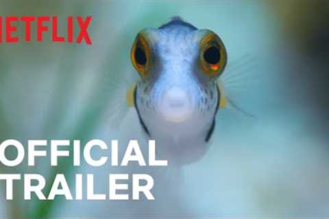 Puff: Wonders of the Reef | Official Trailer | Netflix