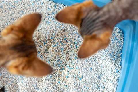Tips and advice for cat owners on litter management