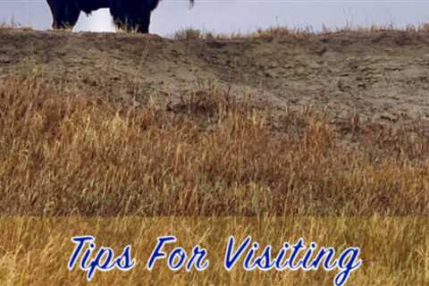 Tips For Visiting Theodore Roosevelt National Park with Pets