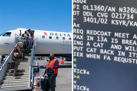 Woman Refuses to Stop Breastfeeding Cat Aboard Delta Airlines Flight: Report