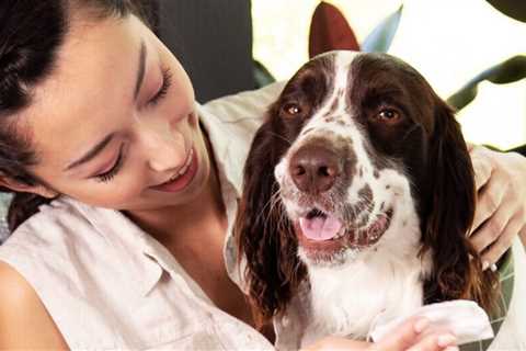9 Best Dog Wipes for 2022