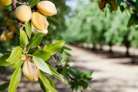 How to deal with Almond Growing Problems
