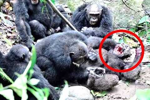 This Wildlife Expert Captures What No One Was Supposed To See Inside This Jungle