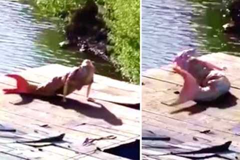 This Man Was Hiking Through The Amazon Jungle When He Suddenly Encountered Something Unexpected