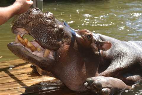 Woman Leaves One-Star Tripadvisor Review After Hippo Tears Her Cousin's Intestines Out