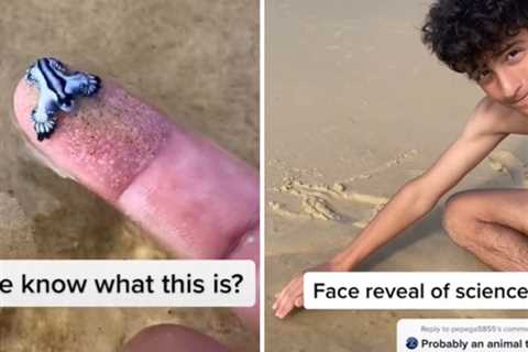 TikToker Wants to Know What This Deadly Sea Slug He Just Picked Up Is