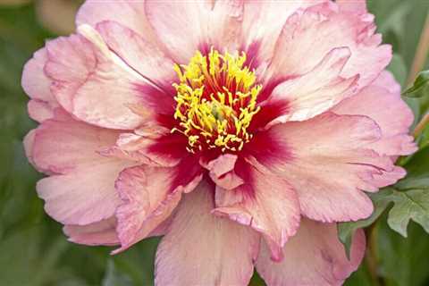 12 Best Northern Gardeners' Spring Blooming Plants