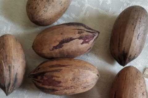 Pecan nutrition and health benefits for Keto diet