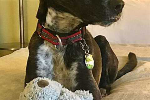 Pet Policies At Popular U.S. Hotel Chains