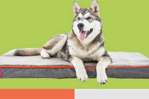 The Best Waterproof Dog beds
