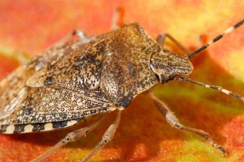 8 Best Products to Get Rid Of Stink Bugs And Keep Them Away