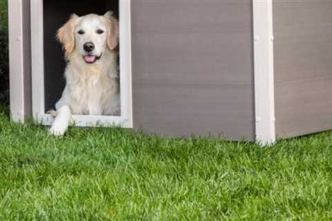 Five of the Best Heated Doghouses in 2022