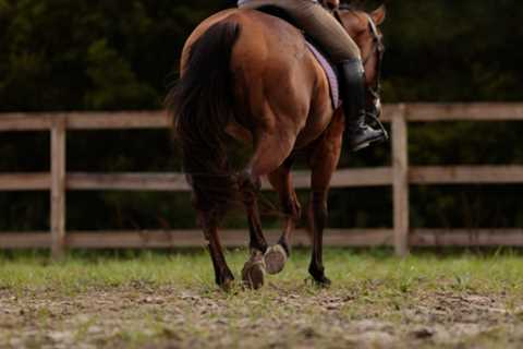 It's never too late to learn to ride horsesback