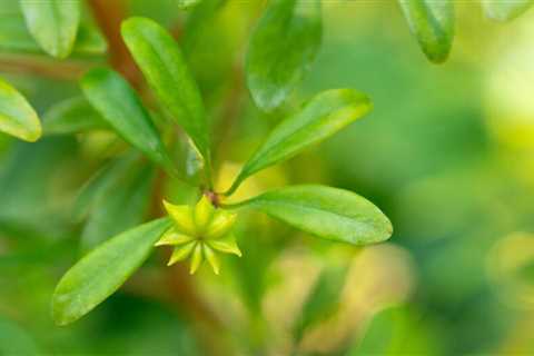 Anise Care – How to Grow and Harvest Anise Herb