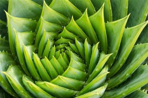 How to Grow Spiral Aloe Succulents