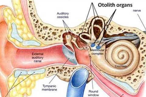 Our Amazing Inner Ear Balance System (and its Disorders)