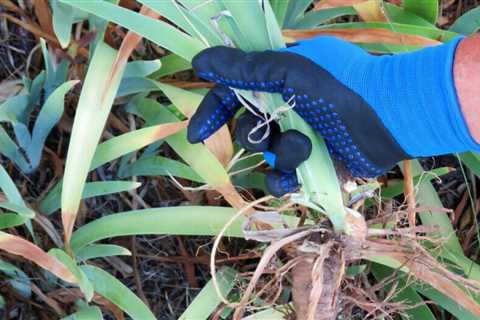 7 Perennials to Divide in the Fall