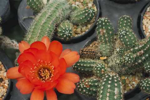 How to Care for and Grow the Peanut Cactus