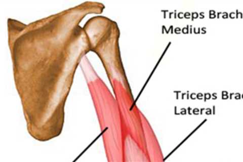 Triceps Exercises You Can Do At Home