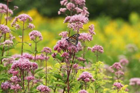 12 Best Native Plants For Northern Gardeners