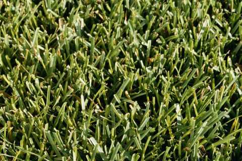 What to Know About Cool-Season Gasses