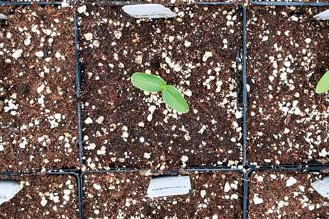 How to Garden With Perlite Potting Soil