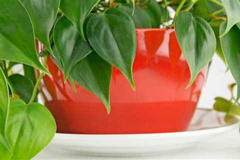 This is what it means if your plant leaves have brown tips