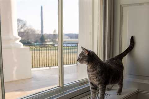 America, relax: Willow, the White House Cat has Arrived