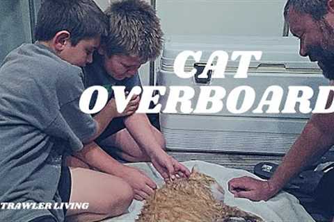 Tragedy Happens in the Blink of an Eye || Tiger our Cat Fell Overboard || Living on a Boat Life ||